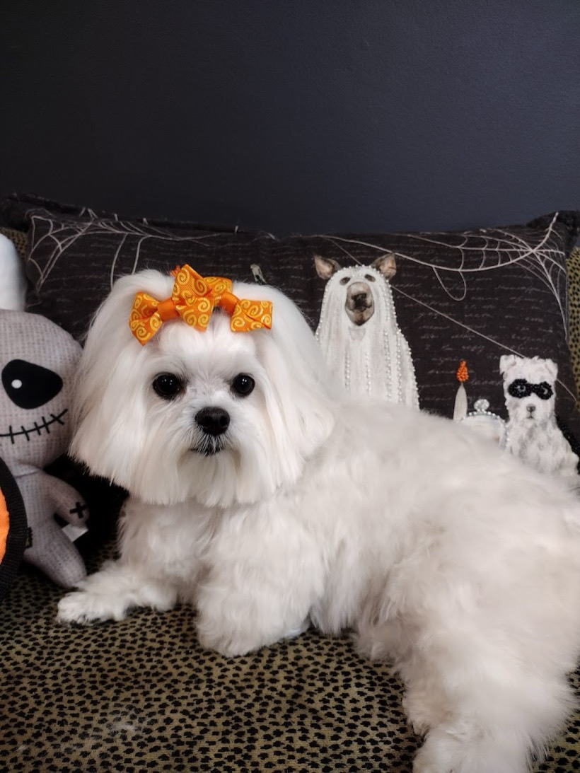 White Maltese groomed at The Little Shop of Howls