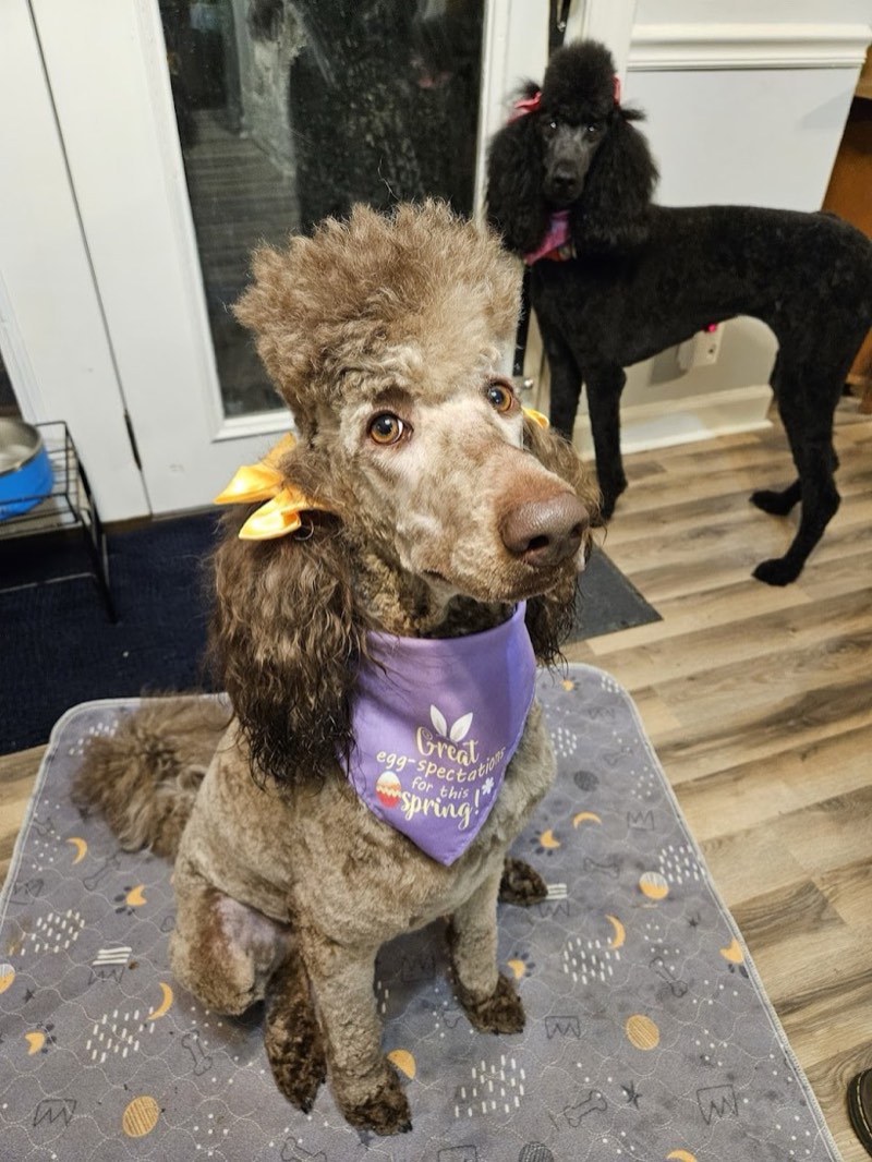 Freshly groomed poodle wearing The Little Shop of Howls bandana at the Bartlett, TN salon