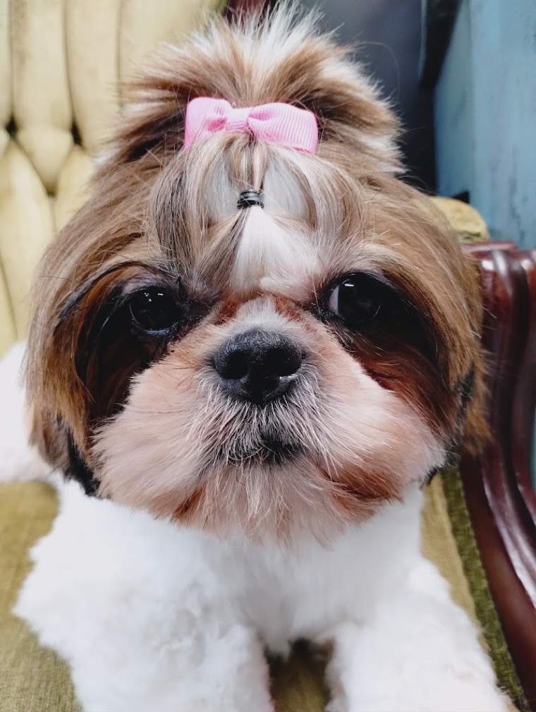 Freshly groomed Shih Tzu with a bow