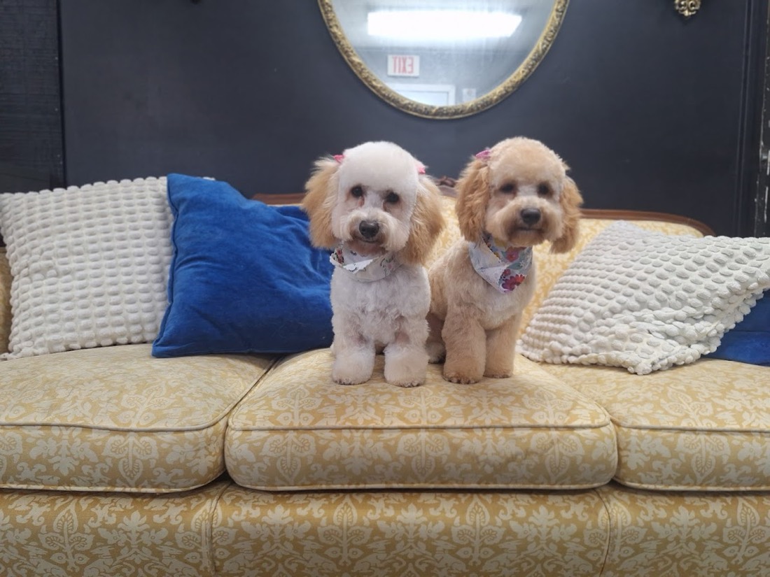 Two small dogs freshly groomed with bows